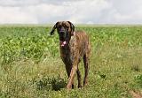 DOGUE ALLEMAND 369